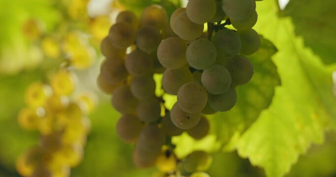 Green grapes in the vineyard with a light breeze, dolly shot