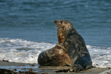 Grey seal (Halichoerus grypus) two adult playing on the beach, Heligoland, North Sea, Germany