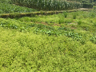 view of the Zhuzihu Lake at Yangmingshan National Park in Taipei, Taiwan