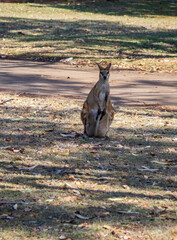 kangaroo in the park