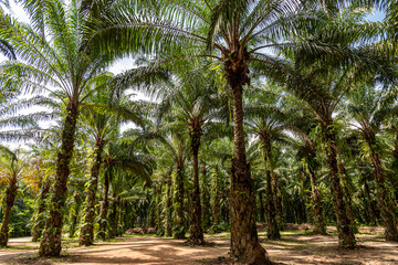 Plantation of palm oil tree at garden In the south of Thailand.