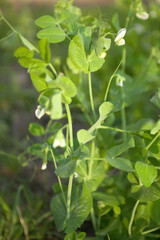 Petit Pois