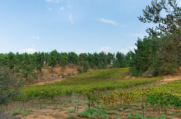  vineyard in northern Israel