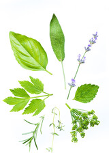 Tender fresh herbs in circle on white background