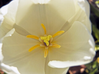Interior yellow and white of one white triumphator tulip with pistil and pollens directly above. Close-up