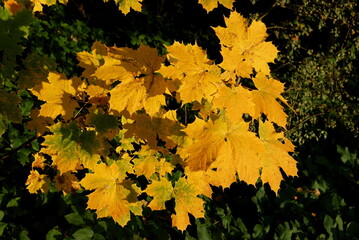 maple tree with yellow and multicolor leaves at autumn