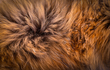  Polar Fox fur as texture or background