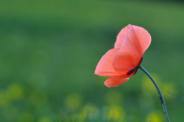 Rote Mohnblüte vor grünem Hintergrund