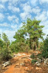 trees in the forest in northern Israel