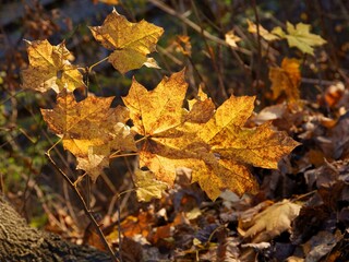 Naklejka na ściany i meble maple tree with yellow and multicolor leaves at autumn