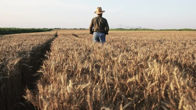 Senior farmer with hat walking in wheat field.	