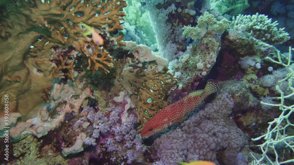 Wall mural Soft coral polyps on coral reef Elfin Ston catch plankton, Red Sea, Egypt