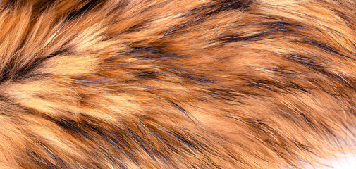 Polar Fox fur as texture or background