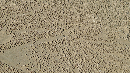 Crab hole in sand surrounded by balls of sand made by soldier crabs.jpg