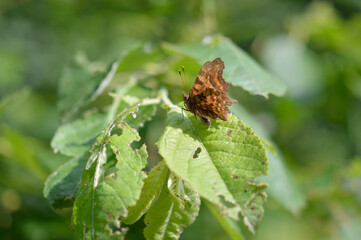 Brown comma butterfly on a green leaf in nature macro.