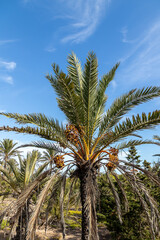 Date palms in the province of Alicante, Costa Blanca, Spain