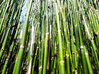 Fototapeta premium 青空とトクサ