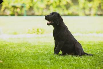 Black Labrador puppy waiting for the owner