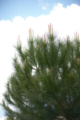 Obraz premium Pinion Pine | Pin Pignon