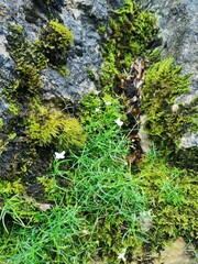 Zarte Blume auf Stein 2