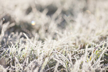 Hoarfrost on dry grass in meadow. Frost covered grass or wild flowers. First frost in autumn countryside meadow. Winter background. Soft fokus. Copy space