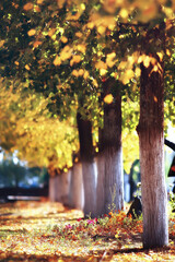 path autumn park / autumn landscape, yellow park in autumn trees and leaves, a beautiful sunny day in the city park. the fall