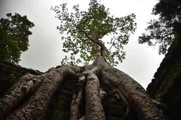 Albero secolare con radici intrecciate