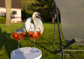 Cygne qui boit de l'alcool