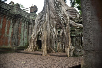 Sotto le radici di un albero secolare