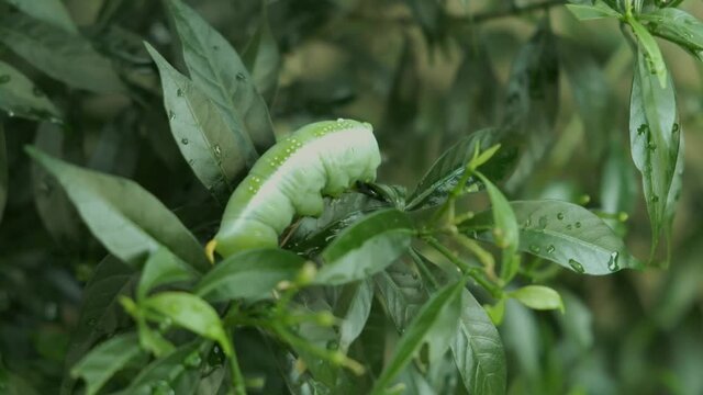 Closeup rear view Daphnis nerii caterpillar, oleander hawk-moth on crape jasmine leaves in the spring summer tropical garden