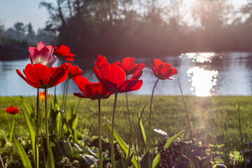Tulipes au printemps en Normandie