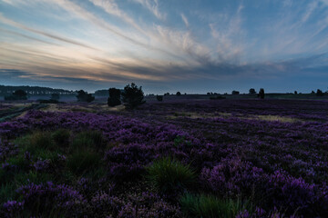 Lüneburger Heide vor Sonnenaufgang.