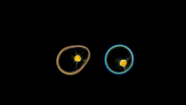 Algae Dinoflagellata Pyrocystis noctiluca under the microscope, Myzozoa Phylum. Has the ability to glow with bioluminescence. In the video, one is lit (right). Atlantic Ocean