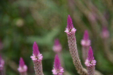 Fiori di campo