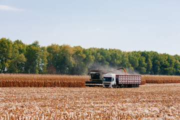Fototapeta premium Cleaning the kukuruza on a warm autumn day