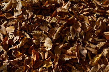 Fallen forest leaves, brown, orange leaves, autumn nature.