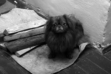 dog breed tibetan spaniel near firewood and stove in black and white