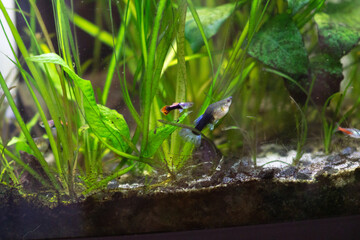 aquarium guppy Poecilia reticulate betta Siamese fighting fish