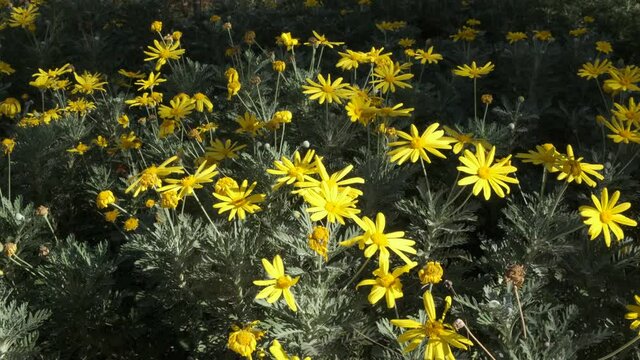 Euryops Pectinatus flowers swaying in the wind.