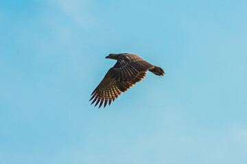 red tailed hawk in flight