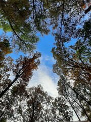trees in the sky