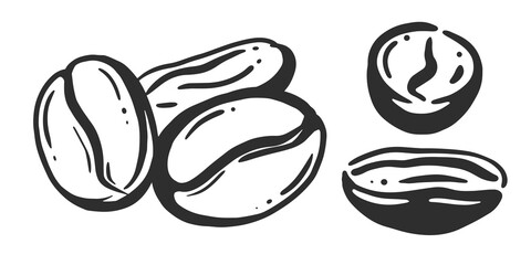 coffee beans. vector black and white hand drawing