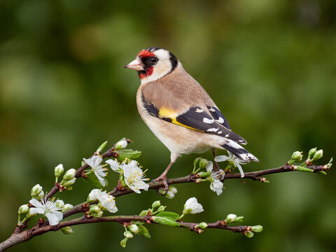 Goldfinch perched on twig with blossom