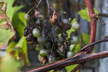 Grape disease. White grapes rot on the vine. Crop infected by gray mold. Botrytis cinerea.