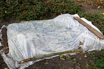 Shelter on a bed of crops and plants with a white covering material in the garden from the cold and fog.