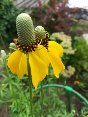 Yellow unusual blooming  Ratibida on the background of other garden plants and a gray wooden fence .Close up. Flower Wallpaper