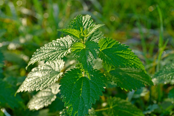 stinging nettles in sunny lighting