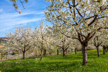 Obraz premium Kirschblüte in Obereggenen im Markgräflerland