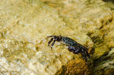Sea crab on a crawling rock 