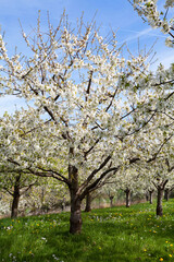 Fototapeta premium Kirschblüte in Obereggenen im Markgräflerland